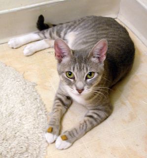 Click on the image to see another cute kitten photo