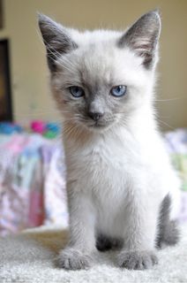 Cutest kitten pic 02