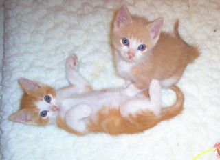 Cutest kitten pic 02