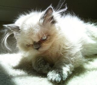 Cutest kitten pic 01