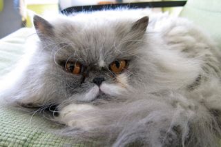 Cutest kitten pic 02