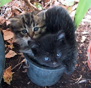 Click on the image to see another cute kitten photo