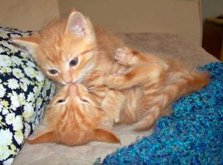 Cutest kitten pic 02