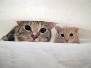 Click on the image to see another cute kitten photo