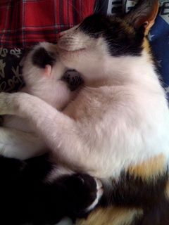 Cutest kitten pic 01