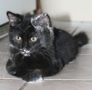 Cutest kitten pic 01