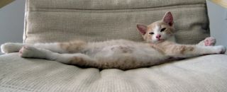 Cutest kitten pic 02