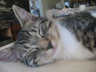 Cutest kitten pic 02