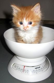 Click on the image to see another cute kitten photo