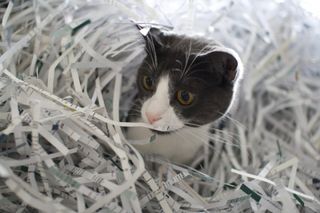 Click on the image to see another cute kitten photo