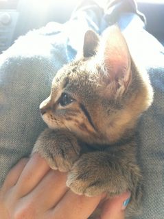 Click on the image to see another cute kitten photo