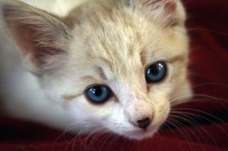 Cutest kitten pic 02