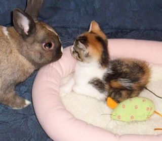 Click on the image to see another cute kitten photo