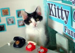 Cutest kitten pic 01