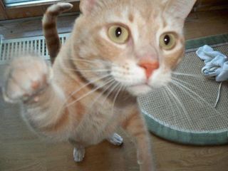 Cutest kitten pic 02