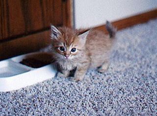 Cutest kitten pic 01