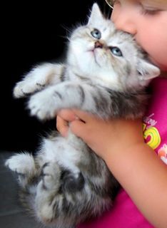 Cutest kitten pic 02
