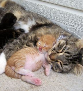 Cutest kitten pic 02