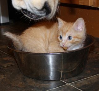 Click on the image to see another cute kitten photo