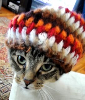 Click on the image to see another cute kitten photo