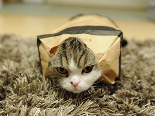 Cutest kitten pic 01