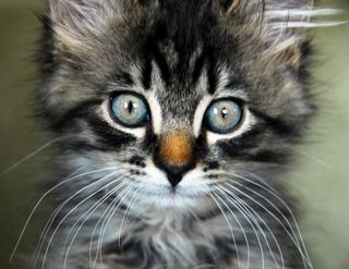 Cutest kitten pic 02