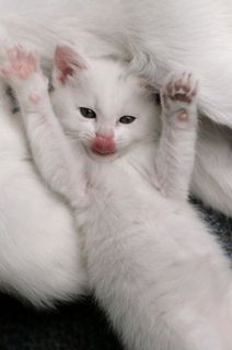 Click on the image to see another cute kitten photo