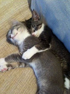 Click on the image to see another cute kitten photo