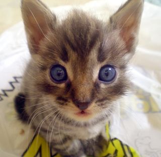Click on the image to see another cute kitten photo