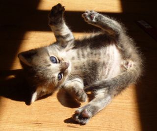 Cutest kitten pic 01