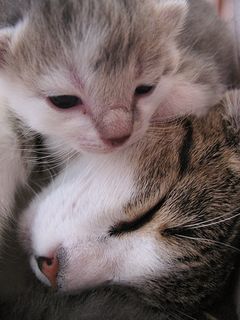 Click on the image to see another cute kitten photo