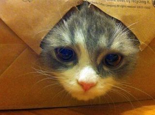 Cutest kitten pic 01