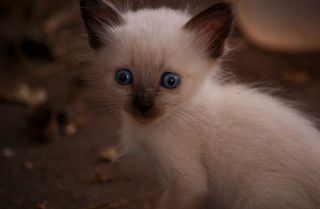 Cutest kitten pic 02