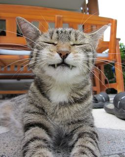 Click on the image to see another cute kitten photo