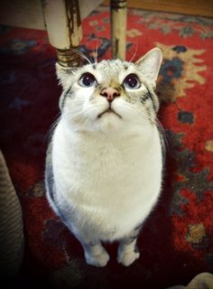 Cutest kitten pic 02