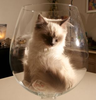 Click on the image to see another cute kitten photo