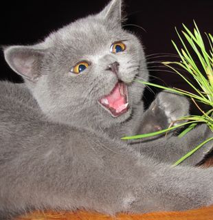 Cutest kitten pic 02