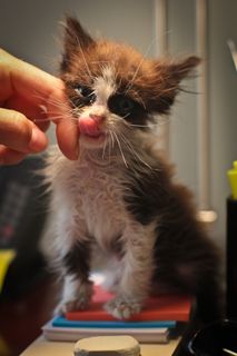 Cutest kitten pic 02