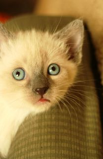 Cutest kitten pic 01