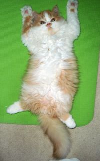 Cutest kitten pic 01