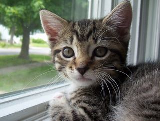 Cutest kitten pic 02