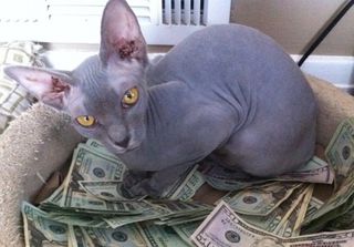 Cutest kitten pic 01