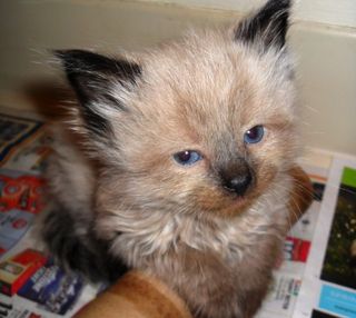 Cutest kitten pic 02