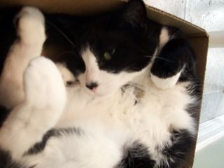 Click on the image to see another cute kitten photo