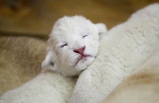 Cutest kitten pic 02