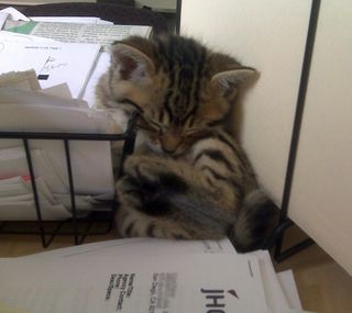 Click on the image to see another cute kitten photo
