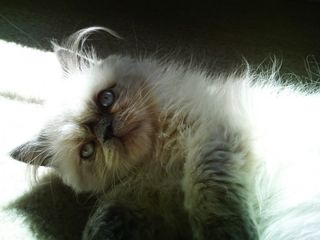 Cutest kitten pic 02