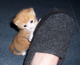 Cutest kitten pic 02