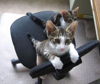 Click on the image to see another cute kitten photo