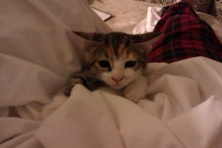 Cutest kitten pic 01